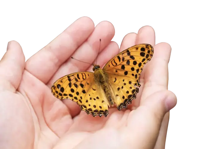 Hand mit Schmetterling